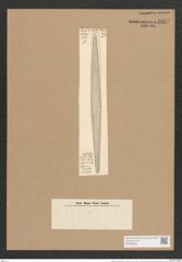 Amphipleura pellucida (Ehr.?) Kuetz (de-Toni-Nr.: Genus 10, Species 985) Zeichnungen Sammlung Grunow Nr. 1859 (NHMW-BOT-W0368808)